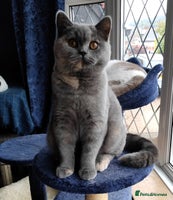 British Shorthair cats - Advert 3