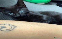 British Shorthair cats for sale: Gorgeous British Shorthair kitten - Image 1