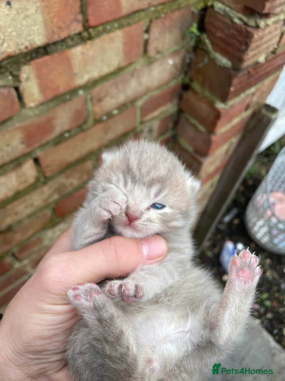 British Shorthair cats for sale: British Shorthair - Advert 2
