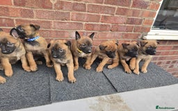 Belgian Shepherd Dog dogs for sale: Belgian Shepherd puppies - Advert 5