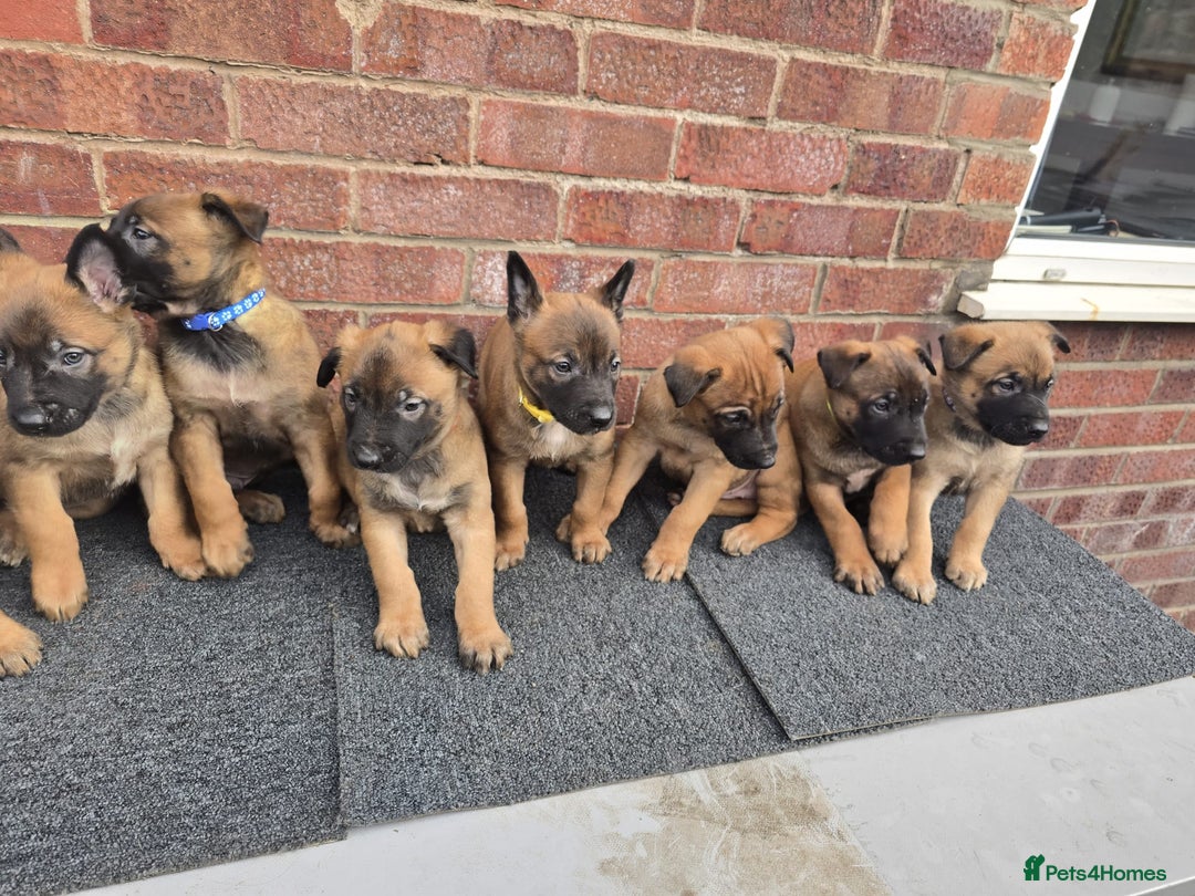 Belgian Shepherd Dog dogs for sale: Belgian Shepherd puppies - Advert 5