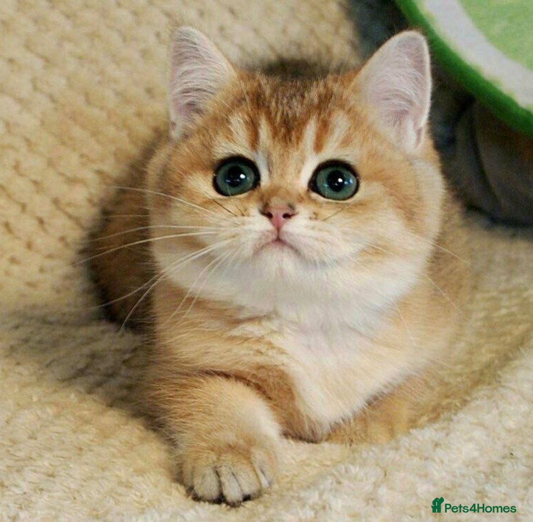British Shorthair cats for stud: Pedigree Golden BSHstud, Green eyes, Active rgstrd - Advert 7