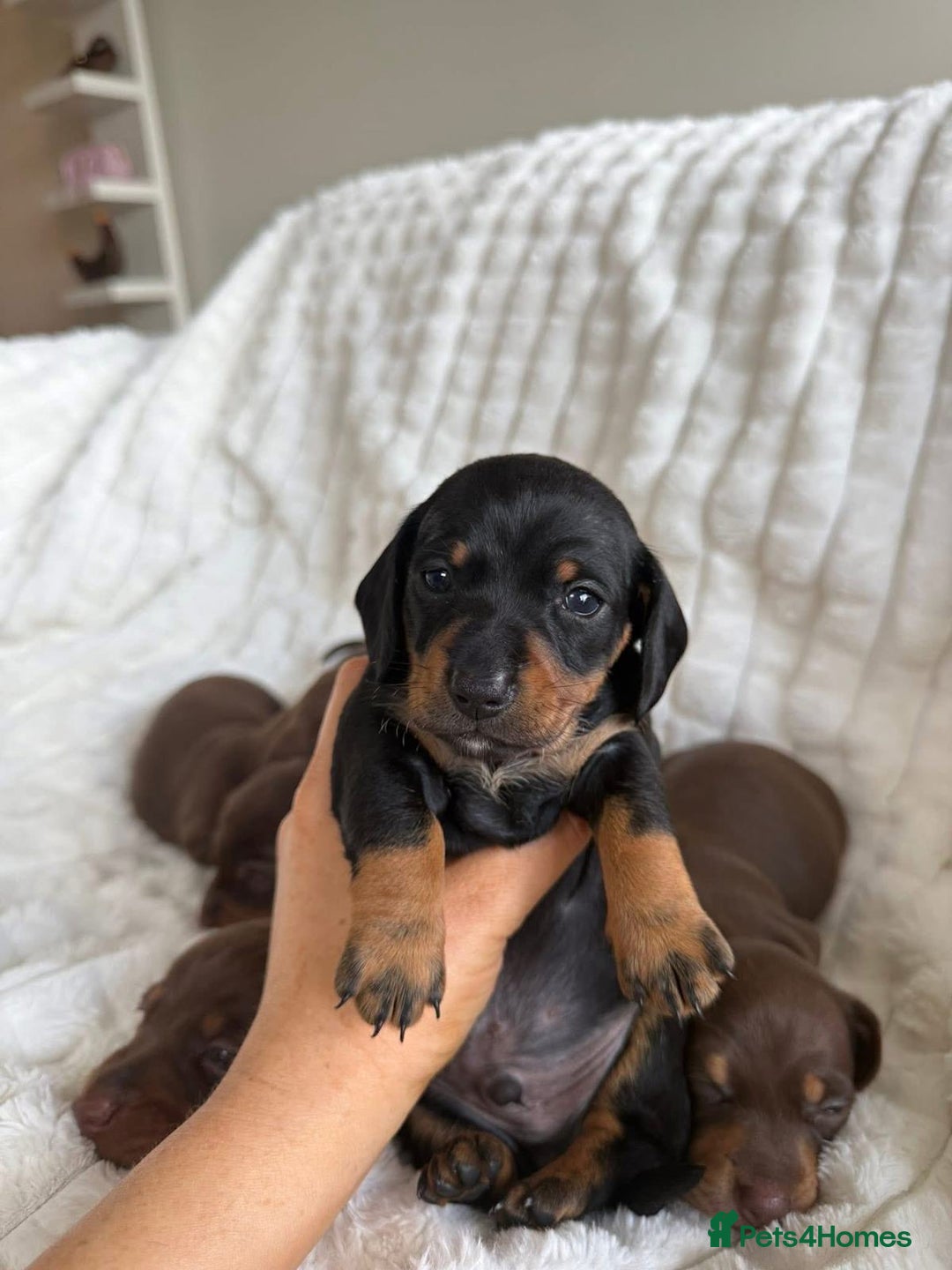 Miniature Dachshund dogs for sale: Pure bred Miniature Dachshund Puppies - Advert 5