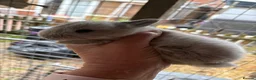 Chinchilla rabbits for sale: little bundles of love ❤️ needing forever homes  - Advert 5