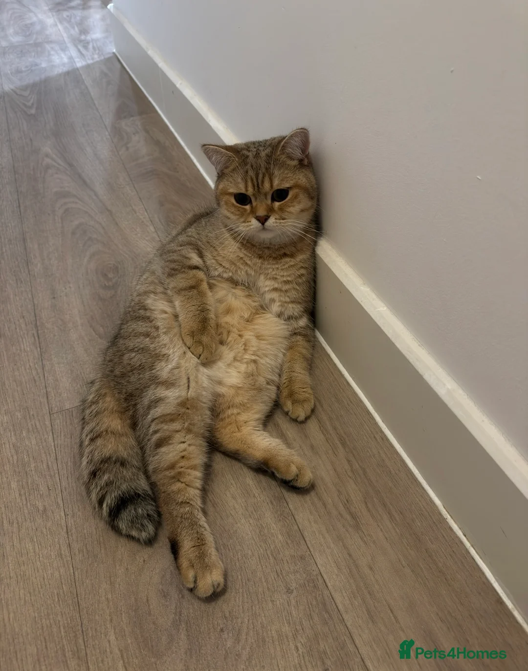 British Shorthair cats for sale: 🐾Beautiful Young Cats Seeking Their Forever Homes - Advert 8