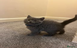 British Shorthair cats for sale: British shorthair Boys  - Advert 7