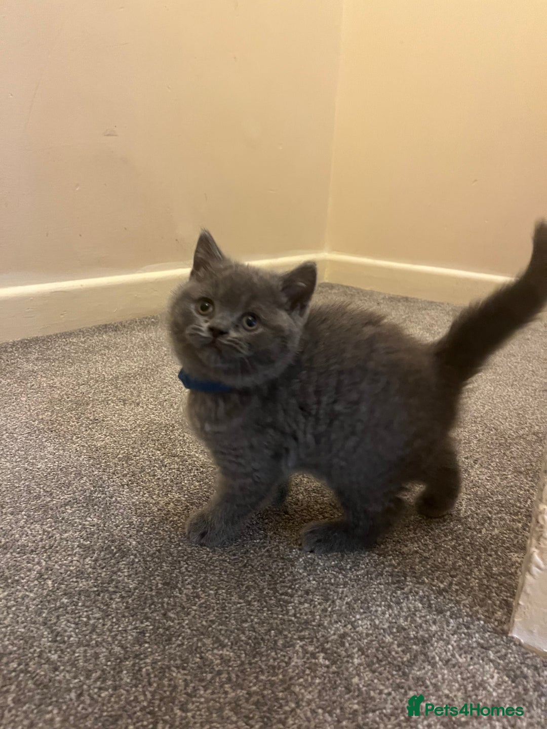 British Shorthair cats for sale: British shorthair Boys  - Advert 7