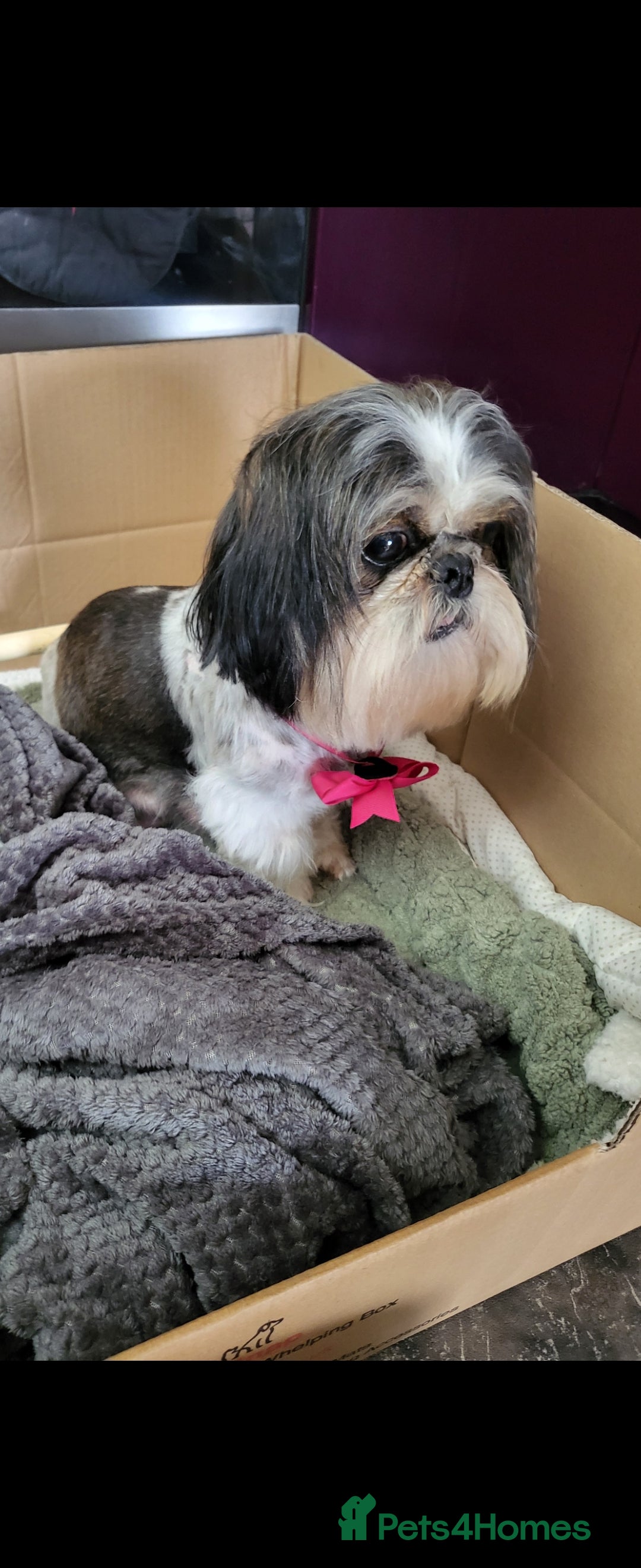 Shih Tzu dogs for sale: Shihtzu little girl  - Advert 1