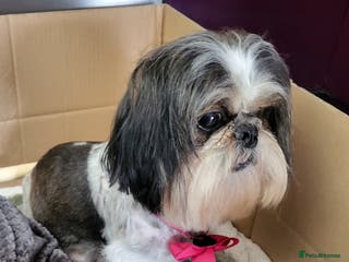 Shih Tzu dogs Shihtzu little girl - Advert 1