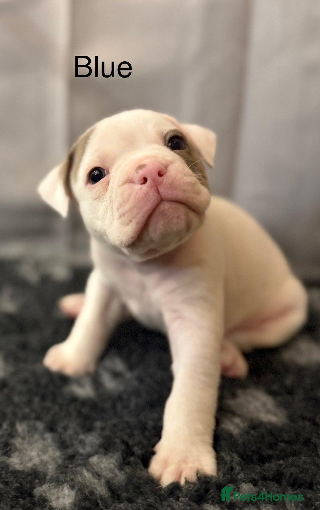 Olde English Bulldogge dogs for sale: 9 Olde English Bulldogge NEBBR registered puppies - Advert 14