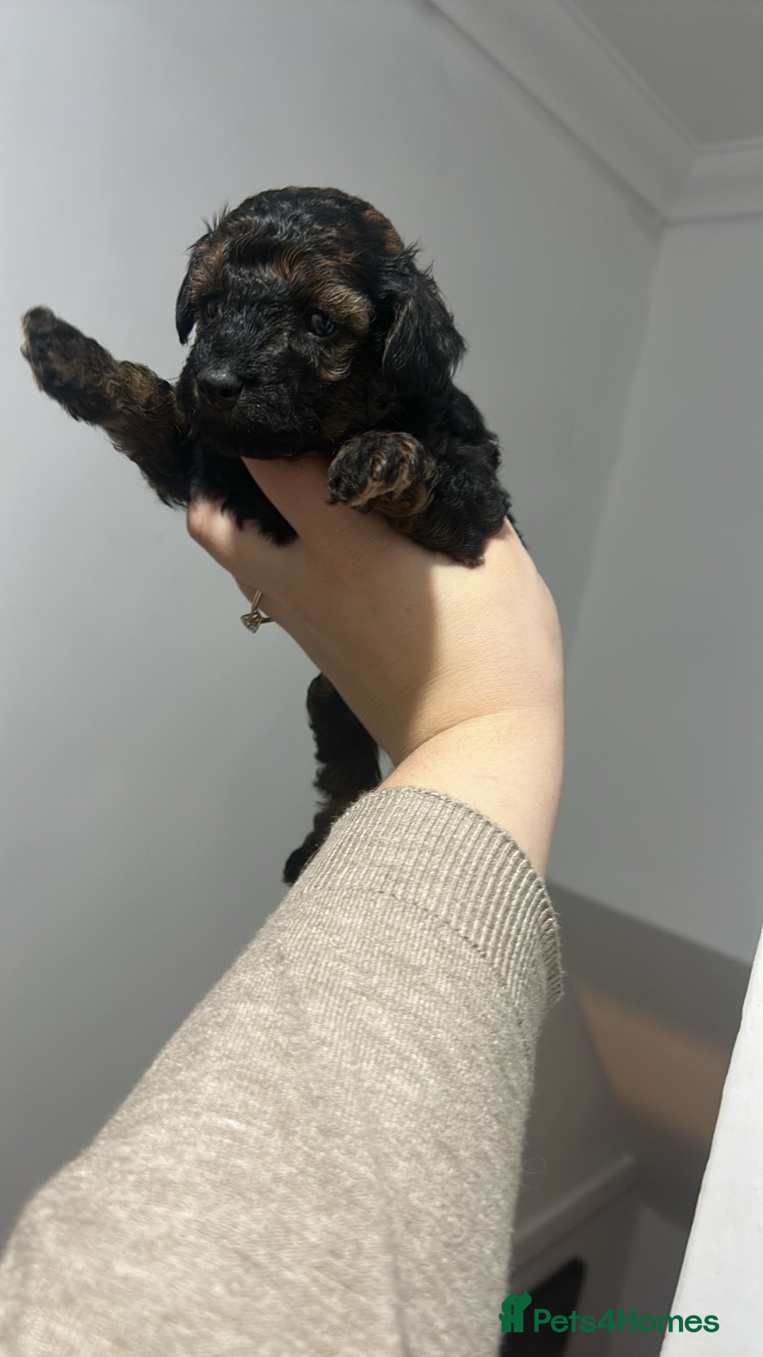 Poochon dogs for sale: Fb1 toy poochon  - Advert 3