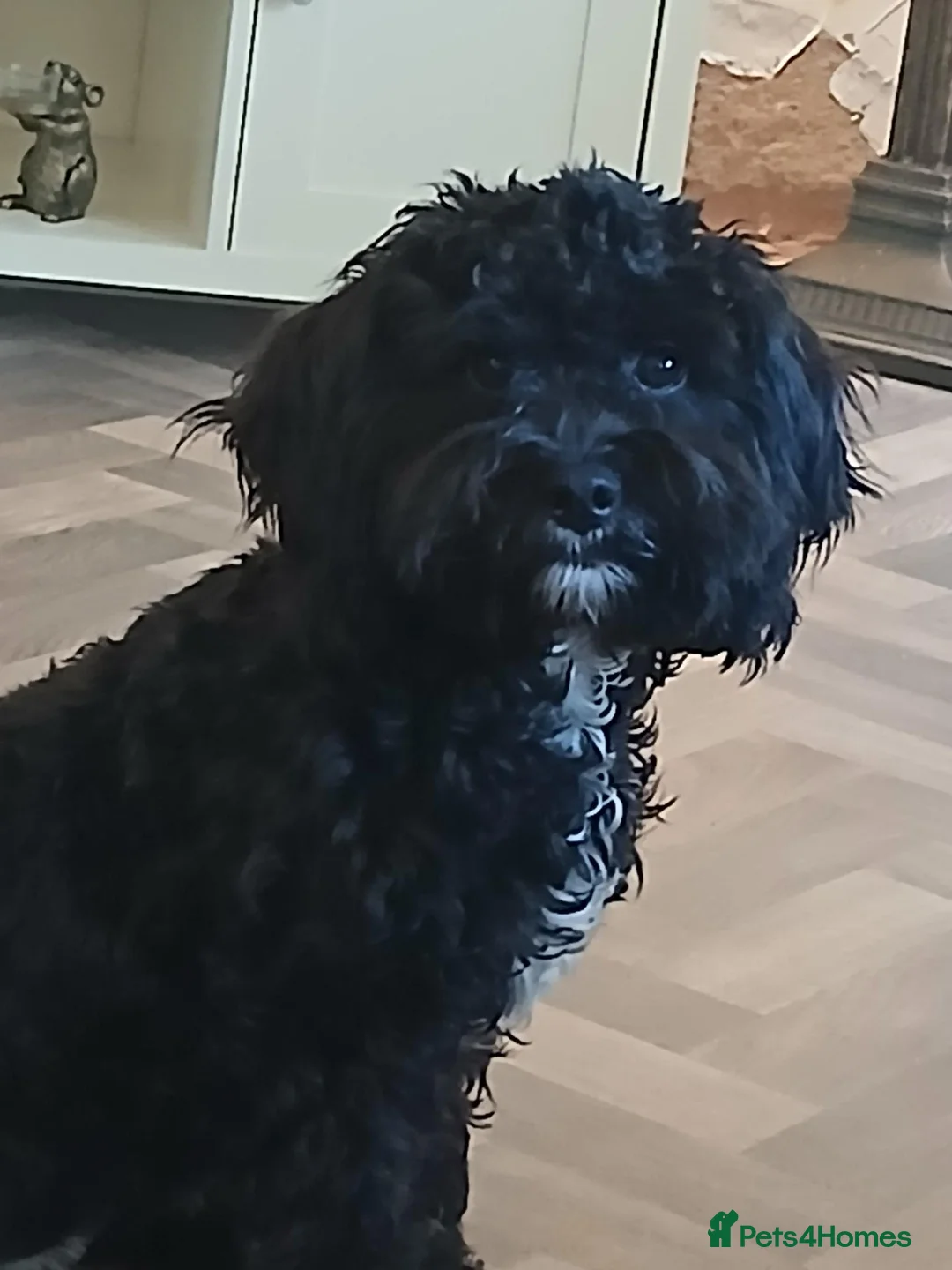 Cavapoo dogs for sale: Black cavapoo in Walsall - Advert 2