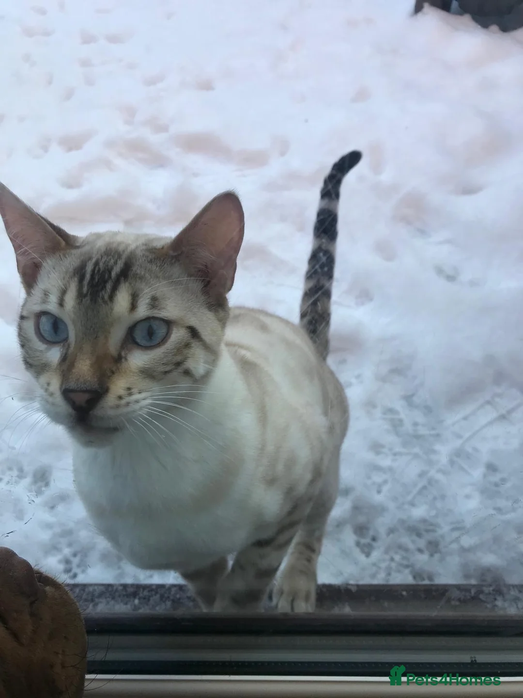 Bengal cats for sale: Male bengal  - Advert 5