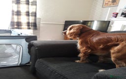 Sprocker dogs for sale: Sprockers 3/4 Cocker spaniel puppies for sale - Image 5