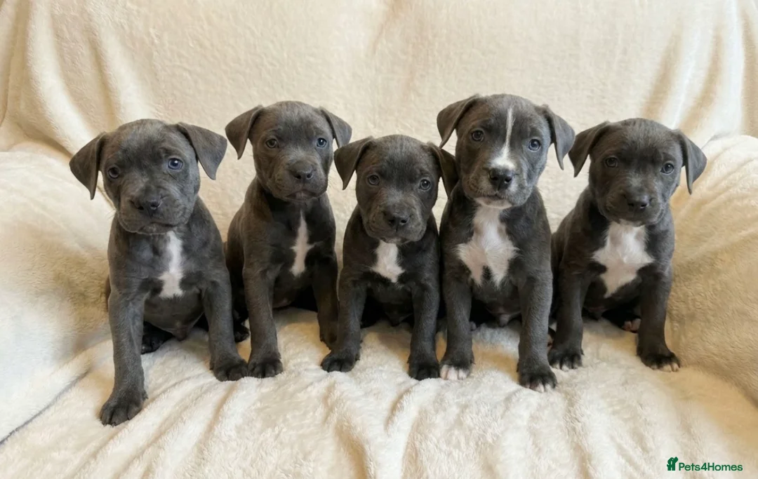 Cane Corso dogs for sale: Outstanding cane corso pups 🐶  - Advert 1