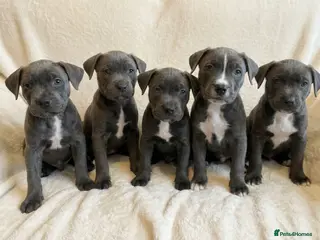 Cane Corso dogs Outstanding cane corso pups 🐶 - Advert 12