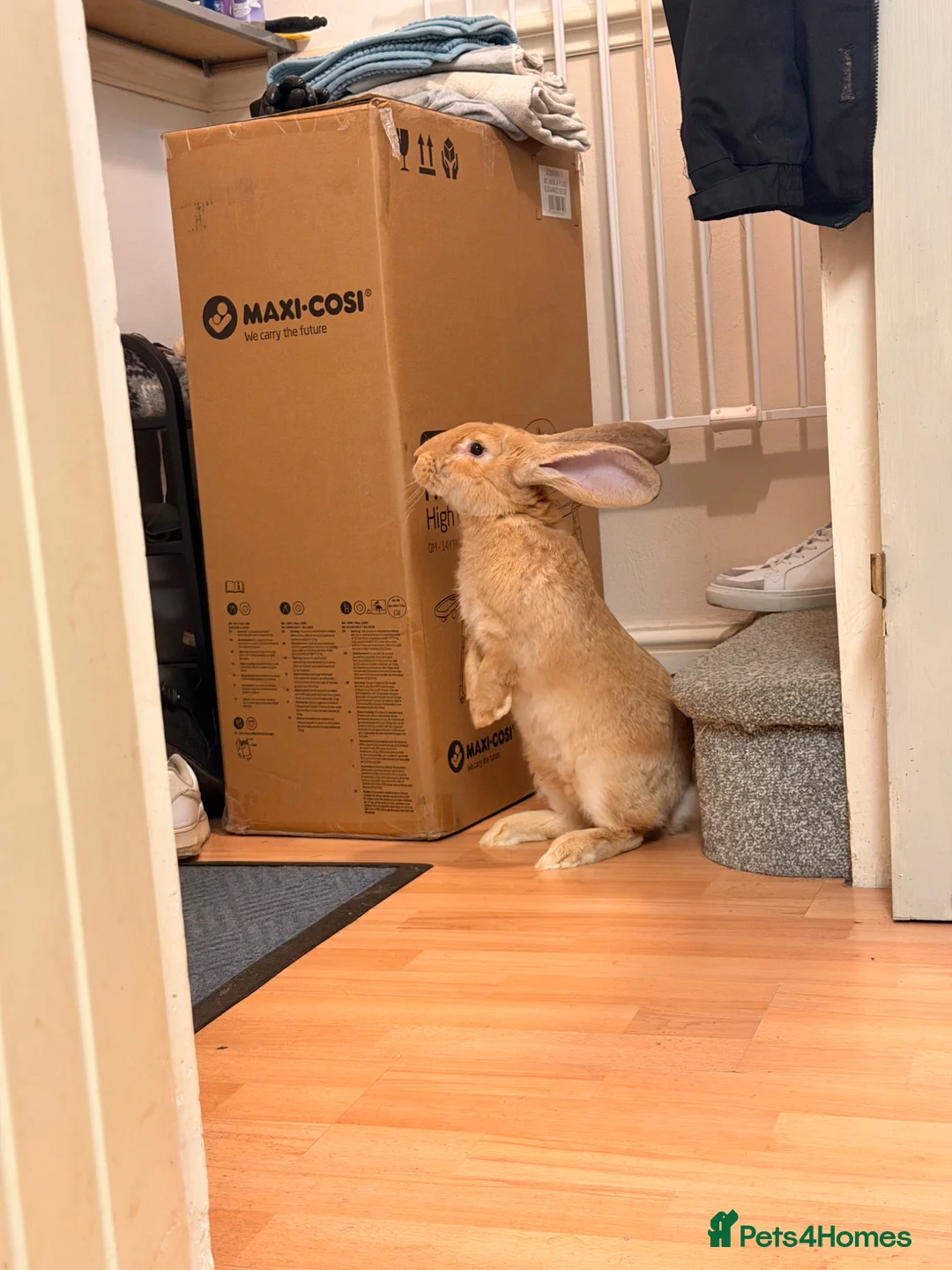 Continental Giant rabbits for sale: Giant continental  in Swindon - Advert 1