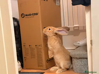 Continental Giant rabbits Giant continental - Advert 1