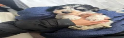 Cocker Spaniel dogs for sale: Show cocker spaniels! - Advert 3