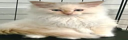 Ragdoll cats for sale: Blue Tortie Point Mitted Ragdoll Kittens - Advert 23