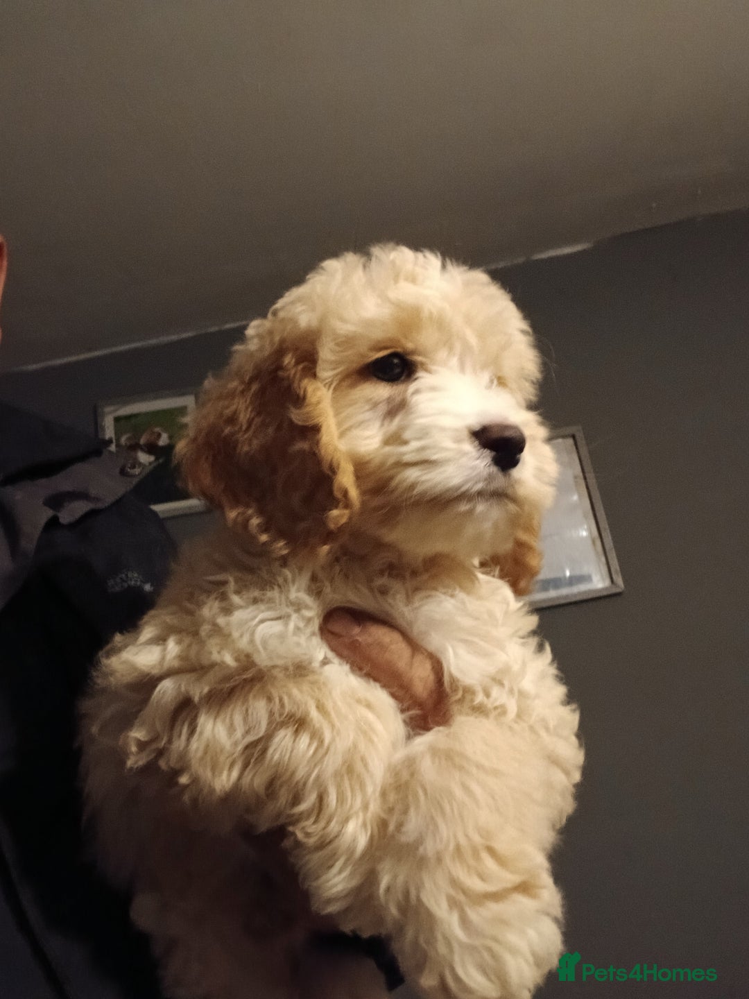 Cockapoo dogs for sale: Beautiful cockerpoo pups  - Image 5