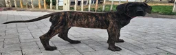 Great Dane dogs for sale: ONLY 1 GIRL LEFT-BRINDLE GREAT DANES-FULLY VAX'D - Advert 3