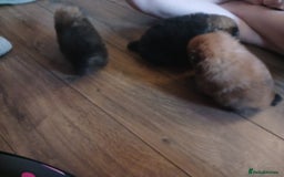 Pomeranian dogs for sale: Pomerian pups  - Image 26