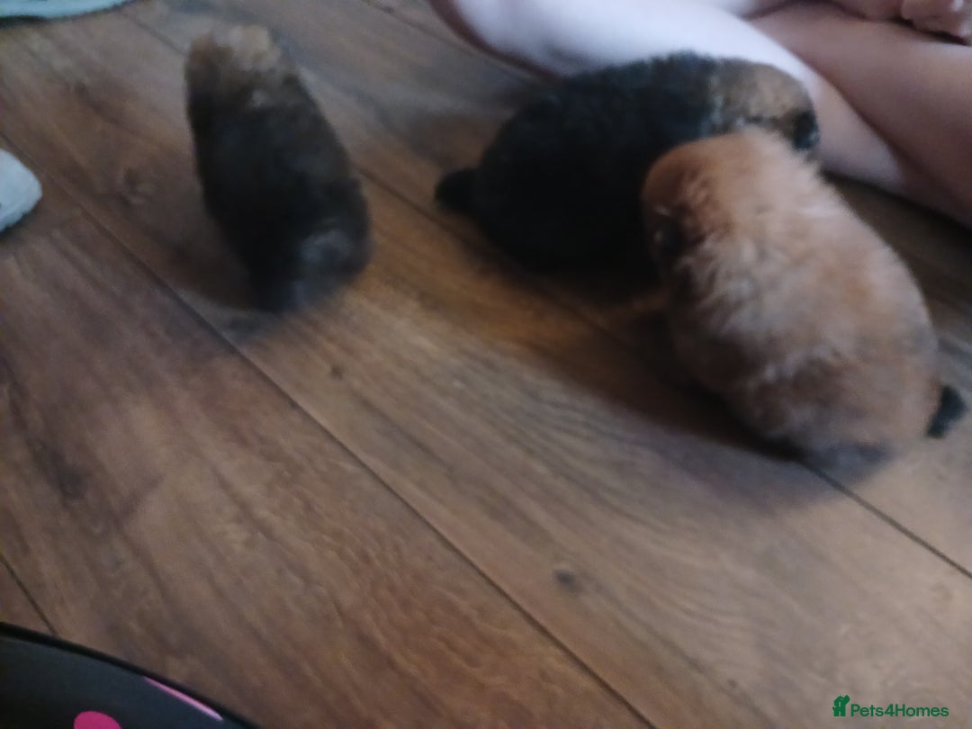 Pomeranian dogs for sale: Pomerian pups  - Image 26