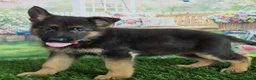 German Shepherd dogs for sale: Noble  Fearless Hearts Beautiful German Shepherd in London - Advert 2