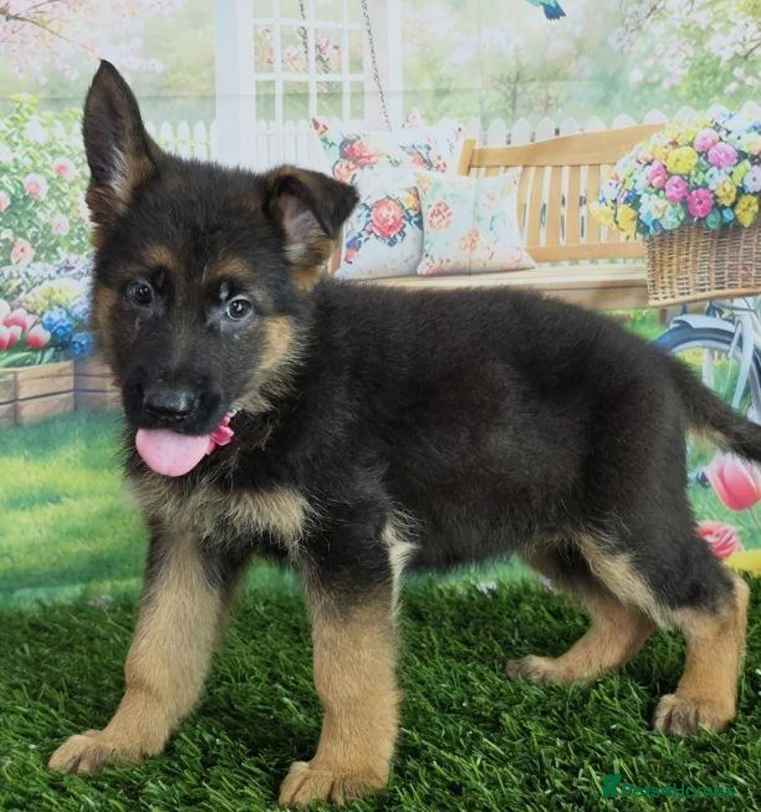 German Shepherd dogs for sale: Noble  Fearless Hearts Beautiful German Shepherd in London - Advert 2
