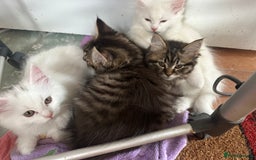 Turkish Angora cats for sale: Gorgeous fluffy Turkish angora cross kittens  - Image 11