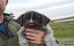 German Wirehaired Pointer dogs for sale: German Wirehaired Puppies 3Dogs READY NOW  in Consett - Image 6