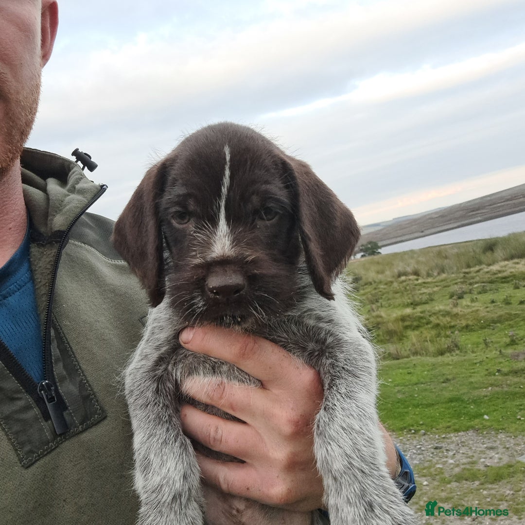 German Wirehaired Pointer dogs for sale: German Wirehaired Puppies 3Dogs READY NOW  in Consett - Image 6