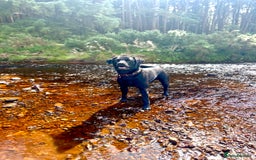 Labrador Retriever dogs for sale: 7yo Male Labrador KC Registered - Image 11