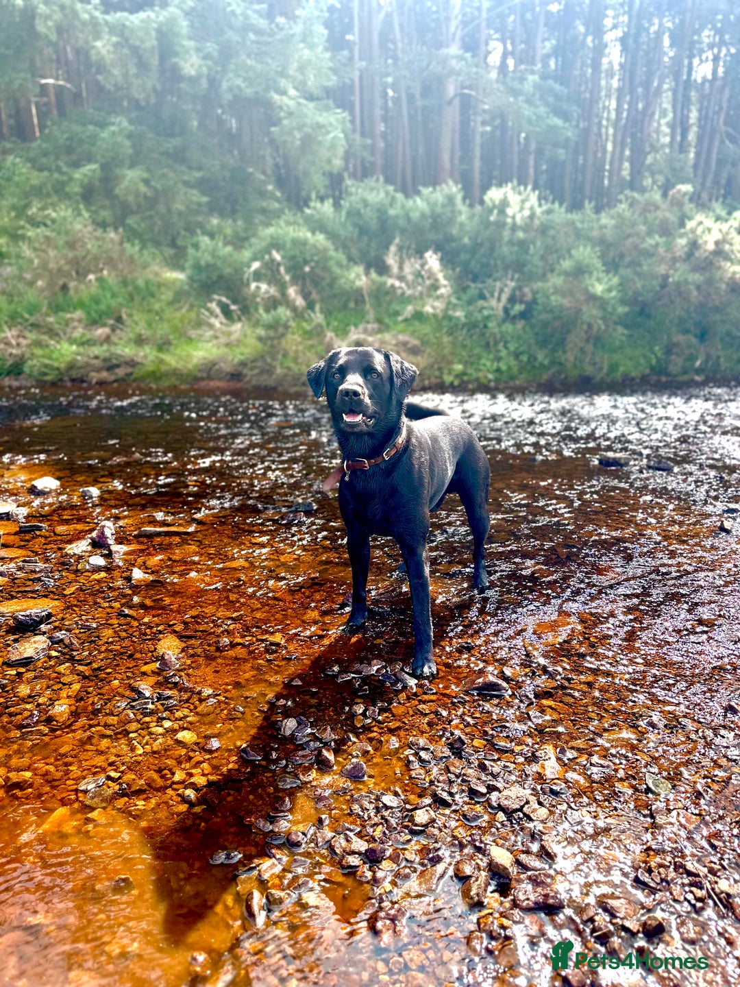 Labrador Retriever dogs for sale: 7yo Male Labrador KC Registered - Image 11