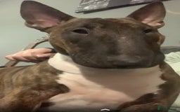 Mixed Breed dogs for sale: puppies of an english bull terrier/America bulldog - Image 7