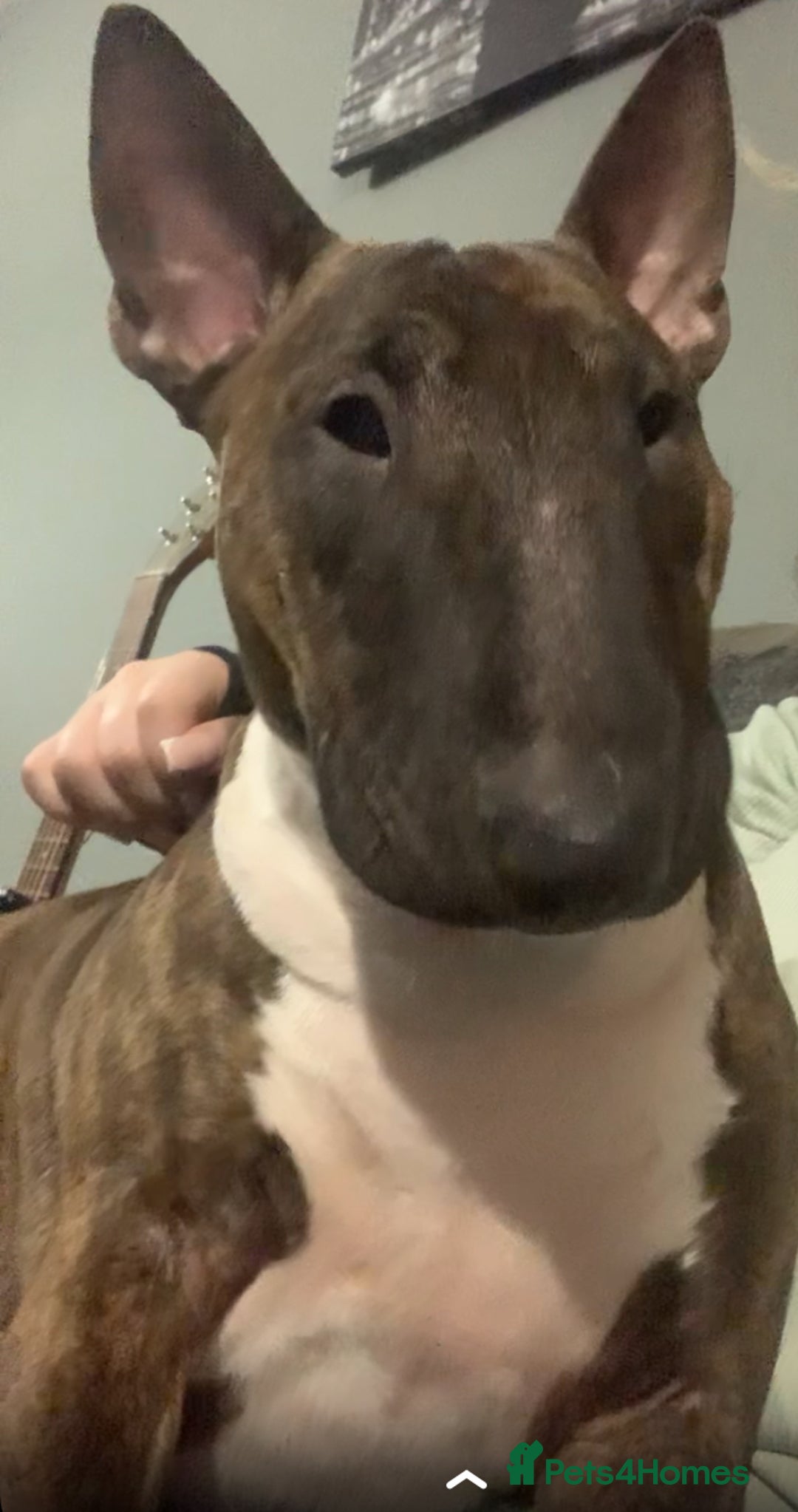 Mixed Breed dogs for sale: puppies of an english bull terrier/America bulldog - Image 7