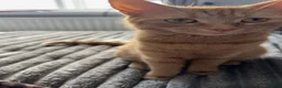 Domestic Shorthair cats for sale: Beautiful kittens looking for home- 4 boys  - Advert 6