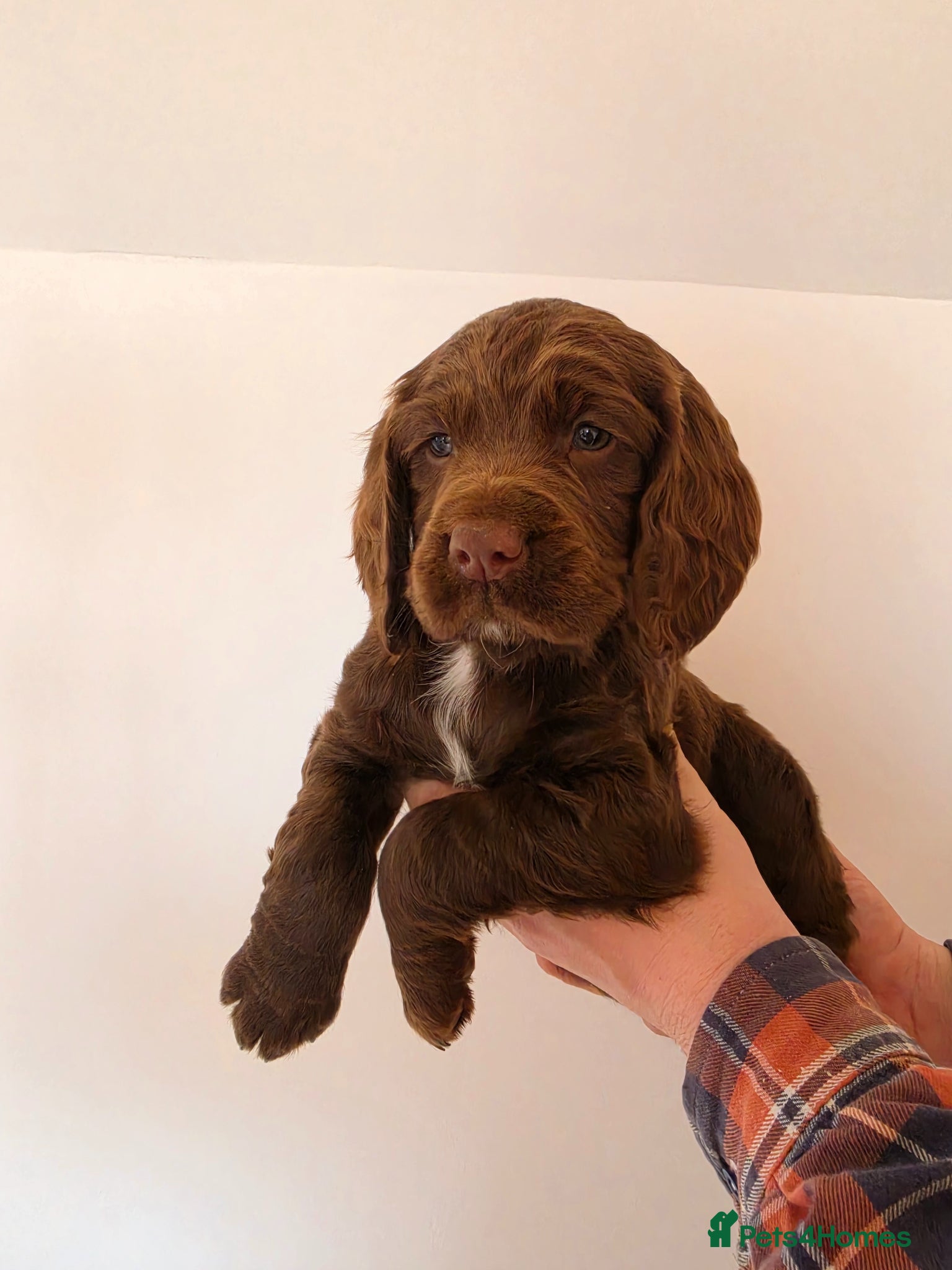 Sprocker dogs Sprocker spaniel puppies * 1 bitch left * - Advert 12