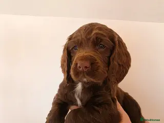 Sprocker dogs Sprocker spaniel puppies * 1 bitch left * - Advert 12