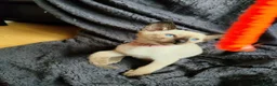 Siamese cats for sale: Gorgeous Siamese kittens!!! - Advert 14