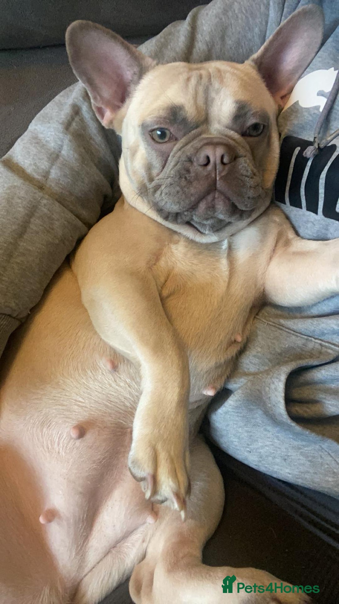French Bulldog dogs for sale: Beautiful chunky French Bulldogs - Image 4