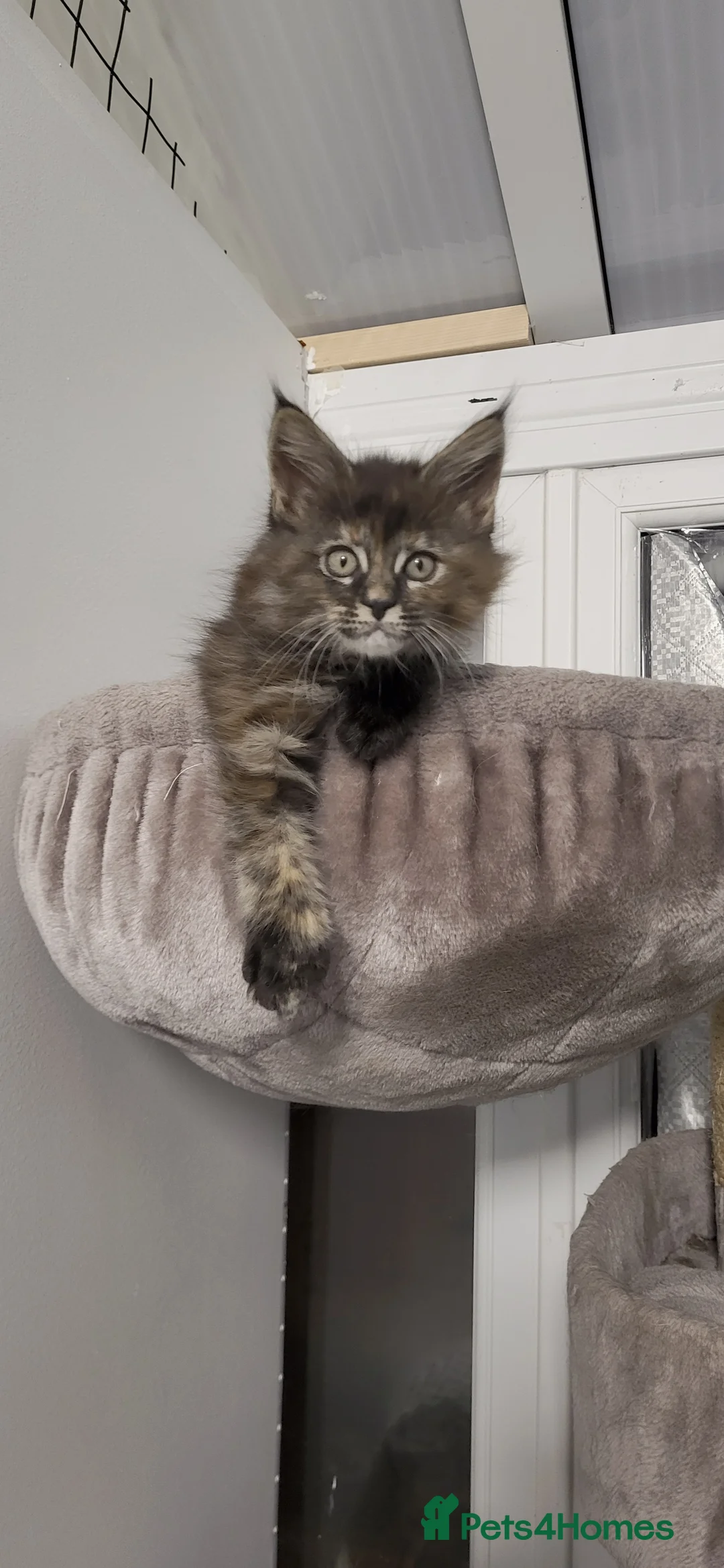 Maine Coon cats for sale: GCCF - Maine Coon Kittens - Advert 26