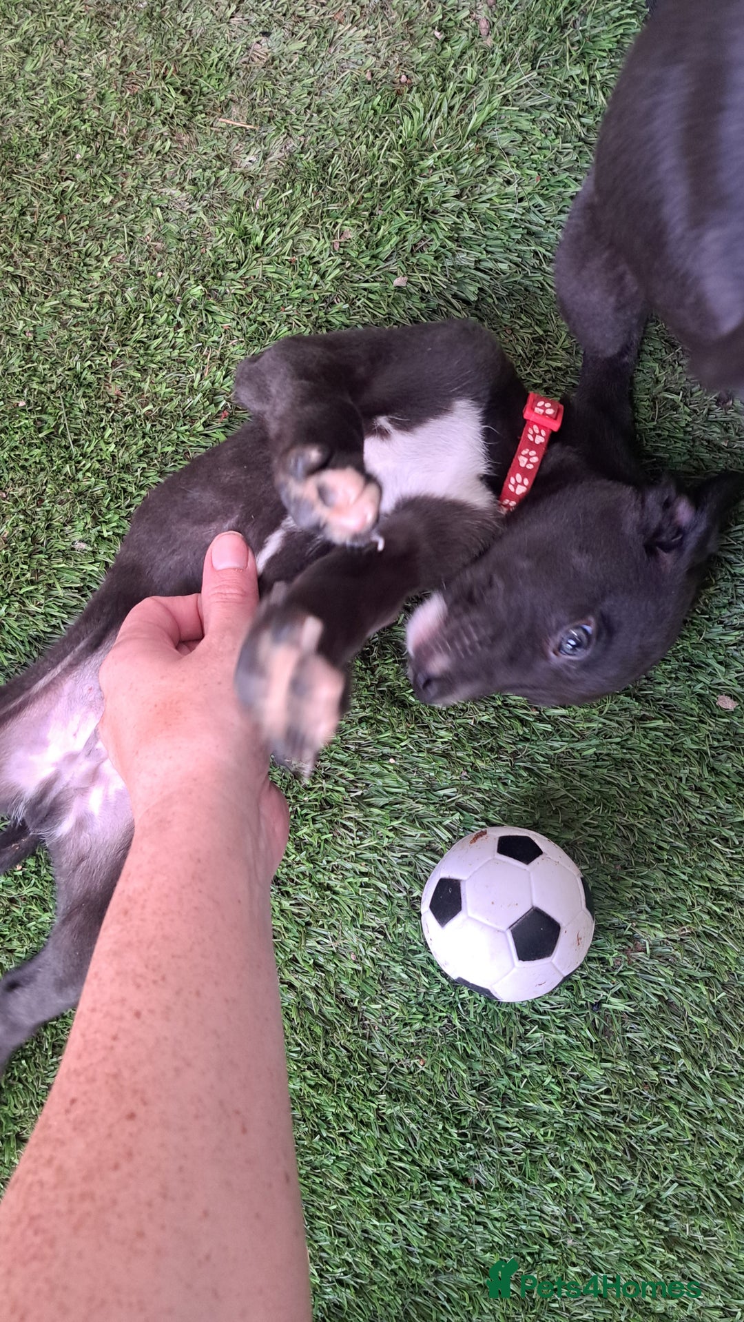 Greyhound dogs for sale: 💙READY TO GO💙 1 pup left - Irish Greyhound  - Image 18
