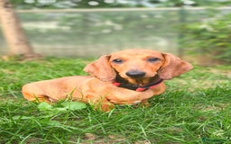 Dachshund dogs for sale: READY NOW-Champions Line Standard Dachshund KC REG in Coventry - Image 1