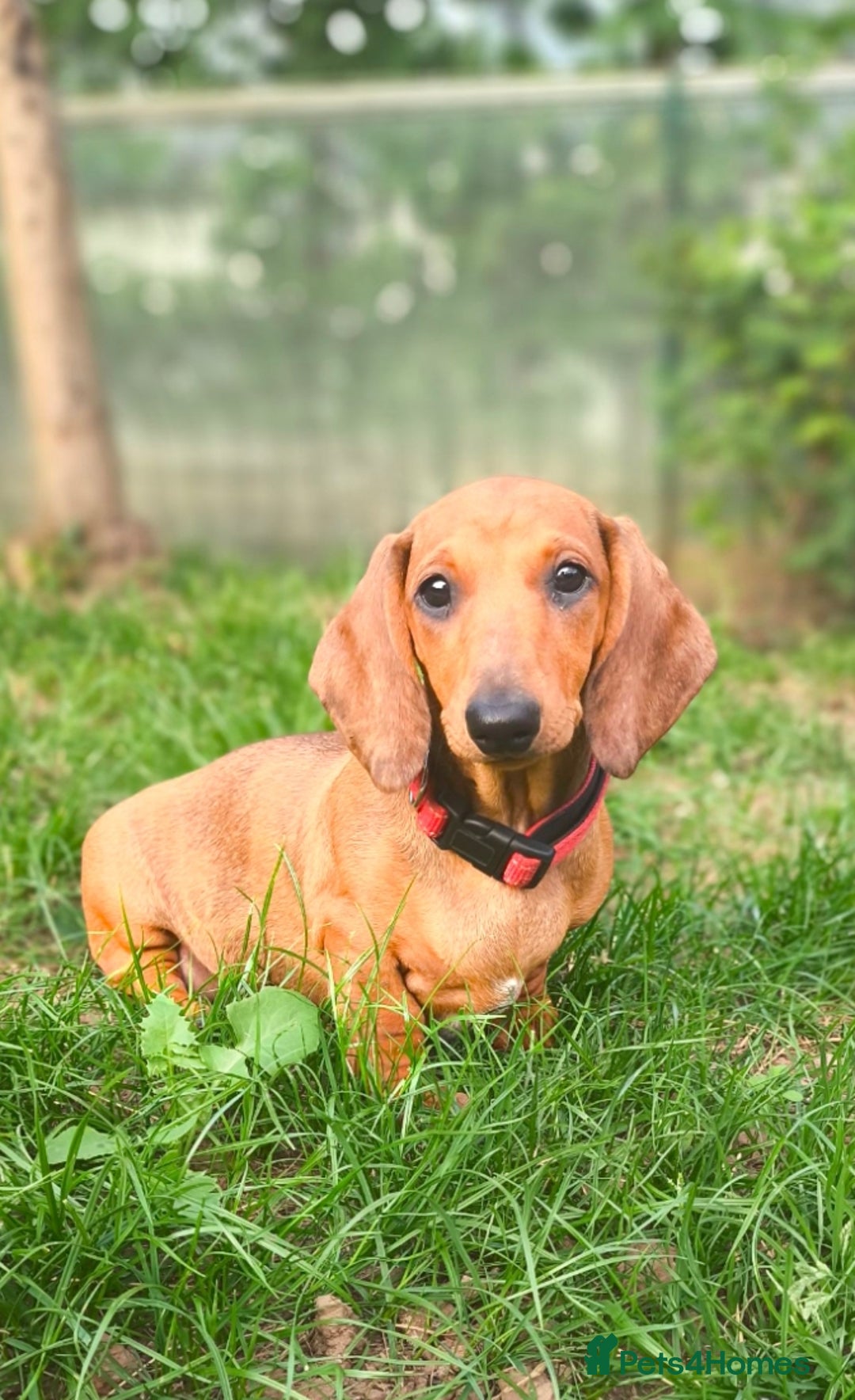Dachshund dogs for sale: READY NOW-Champions Line Standard Dachshund KC REG in Coventry - Image 1