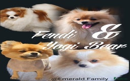 Pomeranian dogs for sale: Waaaaw #SUPERB #POMERANIAN's - Image 16
