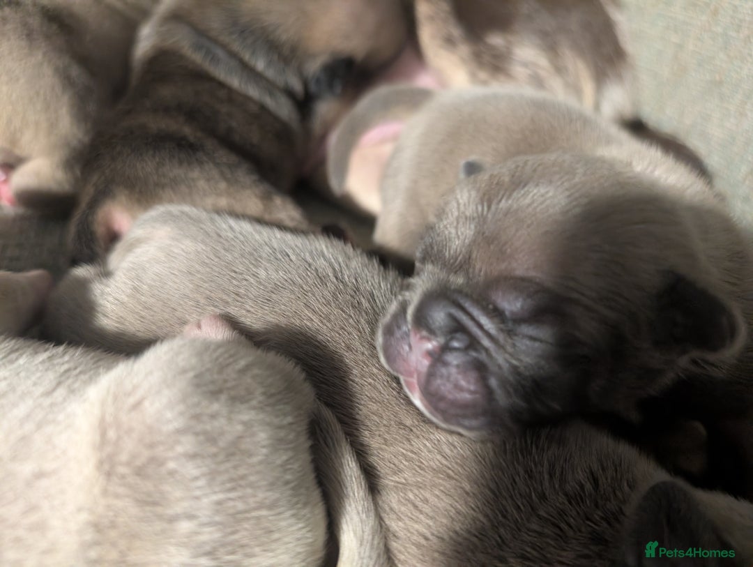 Frug dogs for sale: Beautiful litter of frugs  - Advert 16