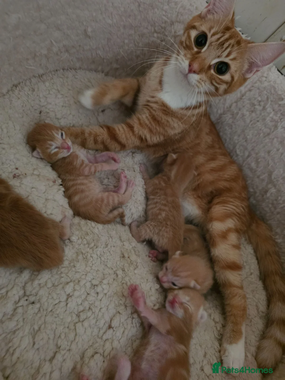 Mixed Breed cats for sale: Bengal and British shorthair - Advert 1