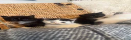 Ragdoll cats for sale: Ragdoll mix shorthair  - Advert 8
